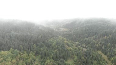 Dağ sonbahar manzarası. Çam ormanları ve sis içindeki dağlar. Yeşil doğa dağları