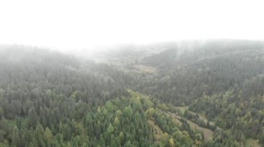 Sis orman dağlarını yakıyor. Dağ ormanındaki çam ağaçları. Güzel sonbahar dağları