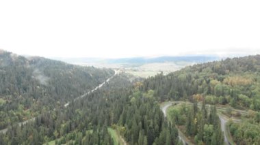 Yeşil ormanı ve yolları olan dağlar. Ukrayna Karpatları dağları. Gri sonbahar sabahında çam ağaçları ormanı