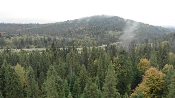 Hegycsúcsok ködben. Fenyőerdők a hegyekben ősszel. Gyönyörű vad természet táj — Stock videók