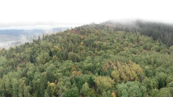 Tallskog i dimma. Gröna berg på hösten. Bergslandskap. Vild natur — Stockvideo