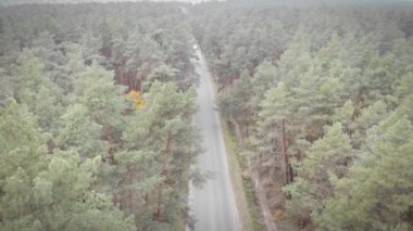 Ormana doğru bir yolculuk. Çam ağacı ormanı boyunca araba sürüyor. Ulaşım