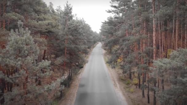 专业的赛车手骑着自行车在森林中空旷的汽车路上。骑自行车 — 图库视频影像