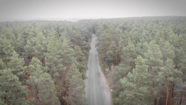 Podzimní les s prázdnou autosalonem. Les borovic. Koncept dopravy — Stock video