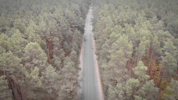 Landstraße im Wald. Schöner Herbstwald mit bunten Blättern — Stockvideo