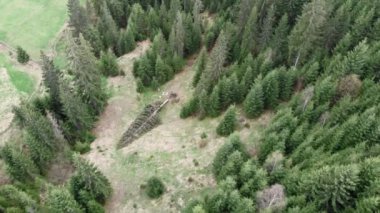 Çam ağacı ormanı. Karpat Dağları. Güzel yeşil tepeler. Vahşi doğa. Yeşil Turizm