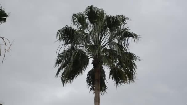 Palmboom tegen grijze stormachtige lucht. Palmboombladeren waaien in de wind op regenachtige dag — Stockvideo