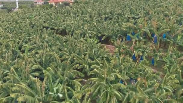 Piantagioni di banane. Crescere e coltivare banane alberi da frutto. Agricoltura e agronomia — Video Stock