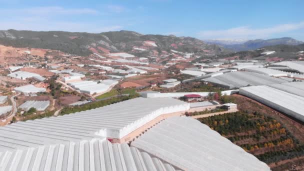 Serres production agricole. Légumes frais poussant dans les grandes serres — Video