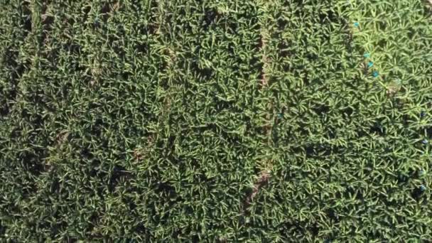 Cultivando Racimo Plátanos Jardín Plantación Plátano Árboles Tropicales Verdes Creciendo — Vídeos de Stock