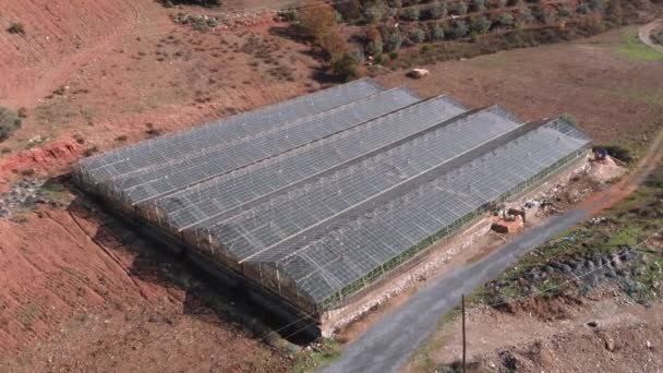 Growing and collect fresh vegetables and fruits in glasshouses for commerce sale — Vídeo de Stock