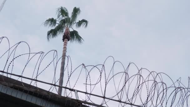 Barbed wire hanging on border of iron fence against palm tree and blue sky — ストック動画
