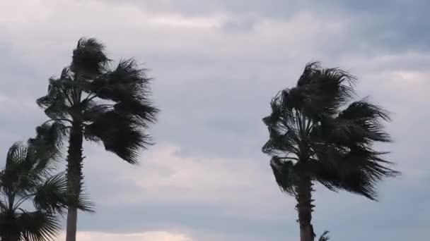 Palm Tree bending and swaying in hurricane wind. Storm wind blowing coconut palm trees against grey cloudy sky — Stock Video