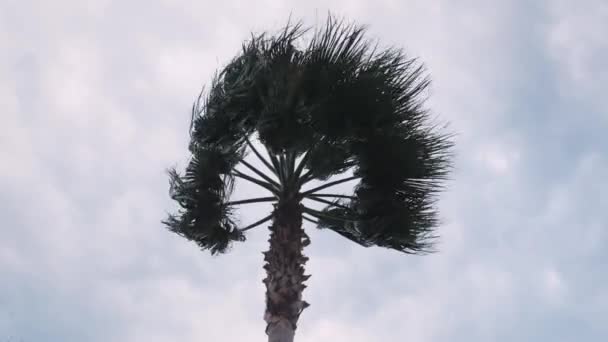 Palm Tree in tropical storm winds against cloudy sky. Palm tree swaying in stormy wind — Stock Video