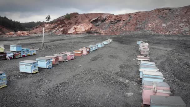 Apiaire sur le terrain. Ruches d'abeilles en bois à la ferme apicole. Concept d'apiculture — Video