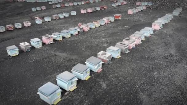 Rows of bee hives on field. Wooden beehives on apiary. Apiculture and beekeeping — Stock Video