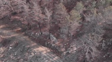 Orman yangınından sonra yanan ağaç gövdeleri. Yangından sonra yanmış çam ağaçları. Ormandaki büyük orman yangınından sonra ölü orman