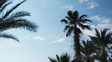 Palmiye ağaçlarıyla geziniyorum. Tropikal palmiye ağaçları açık mavi gökyüzüne karşı