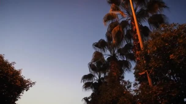 A conduzir por palmeiras ao pôr-do-sol. Palmeiras no pôr-do-sol verão crepúsculo — Vídeo de Stock