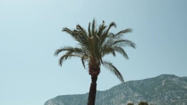 Rüzgarda sallanan palmiye yaprakları dağ manzarası ve açık mavi gökyüzü