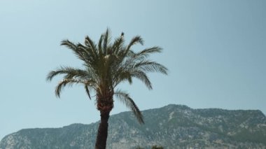 Güzel yeşil hindistan cevizi palmiyesi Tropikal sahilde rüzgarda sallanıyor