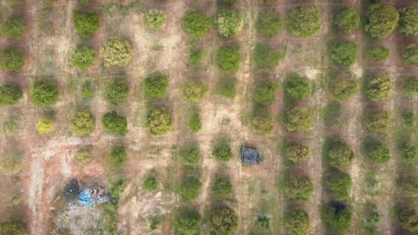 Huerto de cítricos, vista aérea. Naranjos verdes que crecen en plantaciones frutales — Vídeo de stock