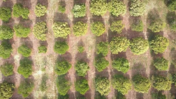 Filas de naranjos en plantación. Huerto de cítricos con árboles frutales jóvenes y verdes — Vídeos de Stock