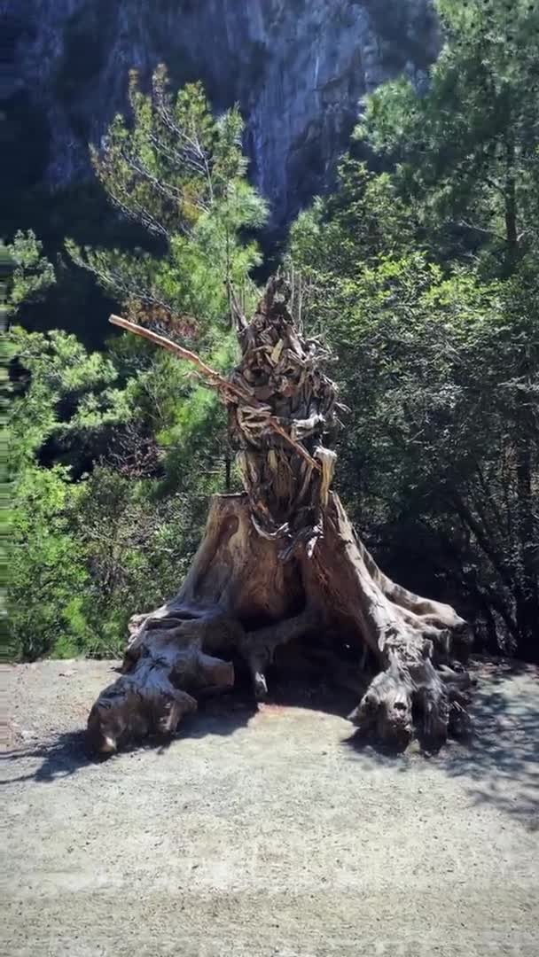 Träskulptur i nöjespark i Goynuk Canyon, Beldibi / Turkiet / 27.04.2022 — Stockvideo