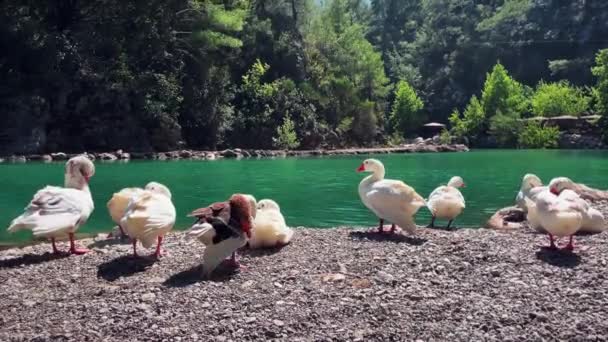 Manada de gansos blancos en el lago de montaña en el bosque verde. Arnitología, observación de aves — Vídeo de stock