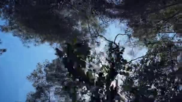 Вид снизу на зелёное дерево. Солнечный свет, сияющий сквозь зеленые листья деревьев в лесу — стоковое видео