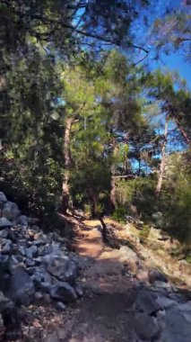 Yeşil ormandaki boş dağ yolu. Büyük taşlar ve kayalar, dikey video.