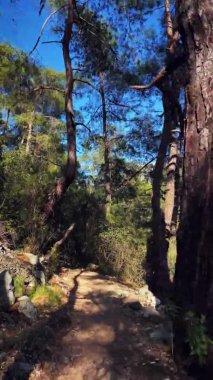 Güneşli yaz gününde yeşil ormanda yürümek, dikey video. Seyahat maceraları
