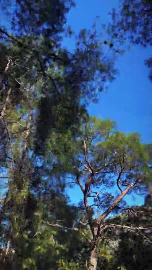 Зеленые ветки деревьев против чистого голубого неба, вид снизу. Вертикальное видео — стоковое видео
