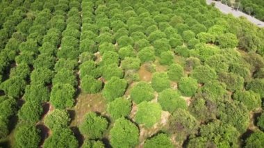 Meyve ağaçlarının fidanlığı. Bahçede yaz güneşinin altında yetişen yeşil narenciye ağacı
