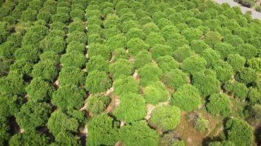 Portakal ve limon ağaçları. Citrus bahçeleri güneşli yaz gününde