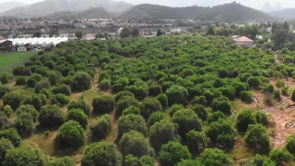 Jardín de primavera. Plantación agrícola local. Plantación de árboles cítricos — Vídeos de Stock