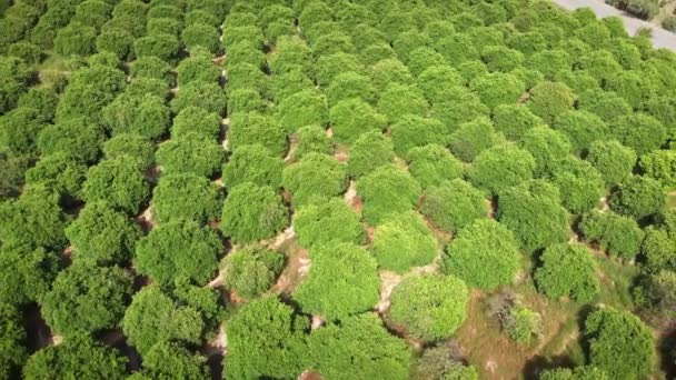 Plantas de naranjos y limoneros. Huertos cítricos en el soleado día de verano — Vídeos de Stock