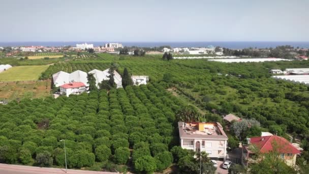 Orange plantations. Flying over citrus green orchard at sunny summer day — Vídeo de Stock