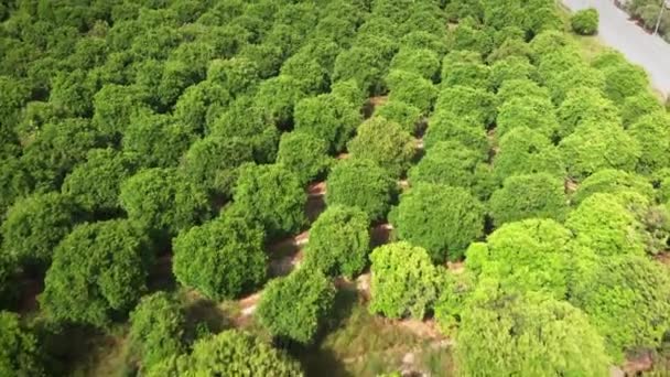 New young orange tree grove at springtime. Green citrus trees growing under sun — Video Stock