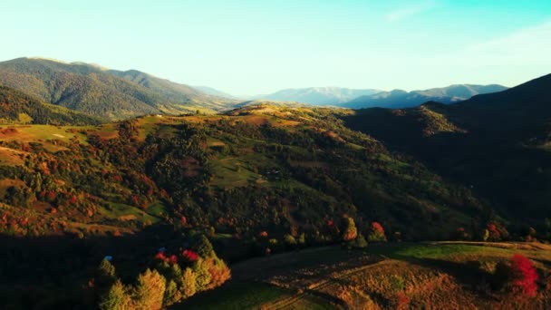 Paisaje Montaña Otoñal Con Pinos Verdes Bosque Otoño Amarillo Con — Vídeo de stock