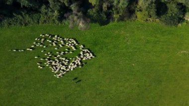 Yeşil çayırlarda otlayan koyun sürüsü. Yeşil tarlada koyun çiğnemek. Dağ tepelerindeki yeşil çayırlarda koyun sürüsü olan çobanlar. Çiftlik hayvanları çiftliği