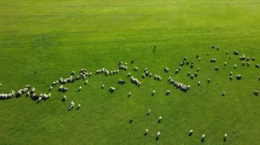 Yeşil çayırlarda otlayan beyaz koyun sürüsü, güneşli yaz gününde çim çiğneyen. Yeşil dağ vadisindeki yeşil tarlalarda sürüler halinde otlayan çobanlar. Çiftlik hayvanları yetiştiriciliği