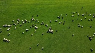 Yeşil dağ yamacında yürüyen büyük vahşi koyun sürüsü. Çayırda otlayan koyunlar. Koyun sürüsü ve kuzular törpülenmiş otlaklarda otlar, hava manzaralı. Çiftlik hayvanları çiftliği