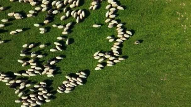 Una Gran Cantidad Ovejas Lanudas Blancas Corderos Pastando Pastos Verdes — Vídeos de Stock