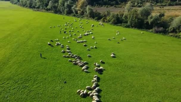 背景に山の風景と緑の芝生の牧草地に羊の放牧 緑の芝生で山の丘の上に羊の羊の放牧群れ 動物飼育場 — ストック動画