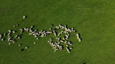 Yeşil çayırda koyun sürüsü. Dağ tepesinde otlayan beyaz koyun ve kuzu sürüsü, yeşil çimenleri çiğniyor. Çobanlar yeşil alanda koyun otlatırlar. Çiftlik hayvanları çiftliği