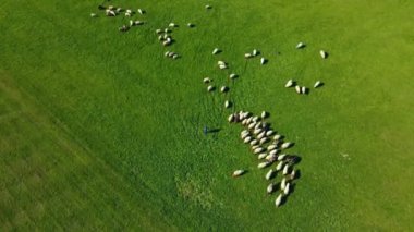 Çobanlar yeşil çayırlarda koyun sürüsü otlatıyorlar. Dağ tepesinde otlayan beyaz koyun sürüsü. Güzel dağ çayırlarında otlayan koyunlar. Çiftlik hayvanları çiftliği