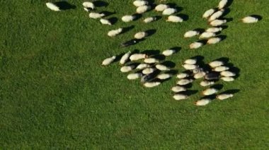 Yeşil tarlada otlayan beyaz koyun sürüsünün üst görüntüsü. Çobanlar, güneşli yaz günlerinde dağ tepesindeki yeşil çayırlar üzerinde koyun sürüsü otlatırlar. Çiftlik hayvanları. Yünlü beyaz koyun otlakta