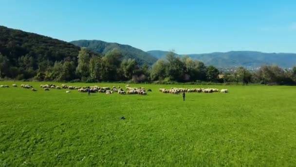 Pastores Pastando Ovelhas Prado Verde Com Enormes Montanhas Fundo Rebanho — Vídeo de Stock