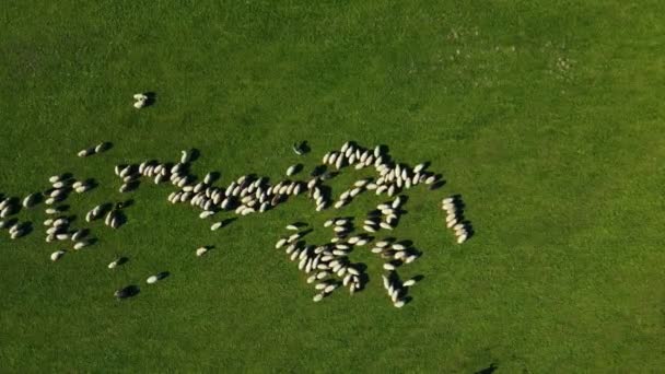 Flock Sheep Green Meadow Herd White Sheep Lambs Grazing Pasture — Stock Video